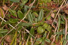 Helianthemum