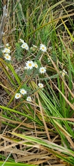 Osmitopsis asteriscoides
