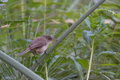 Acrocephalus rufescens