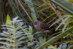 Acrocephalus rufescens