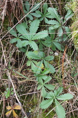 Potentilla recta