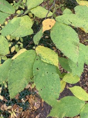 Betulaceae