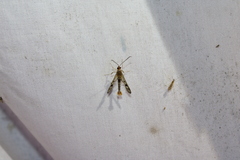 Synanthedon acerni
