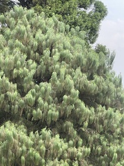 Pinus patula