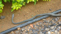 Mastigodryas boddaerti