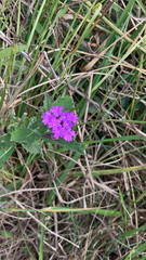 Verbena rigida