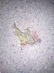 Bufotes viridis viridis