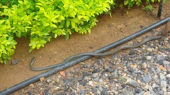 Mastigodryas boddaerti