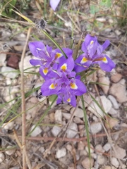 Moraea sisyrinchium
