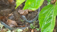 Mastigodryas boddaerti