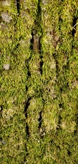 Homalothecium sericeum