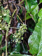 Eleutherococcus trifoliatus