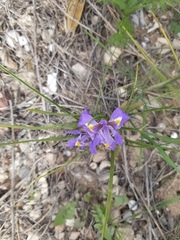 Moraea sisyrinchium