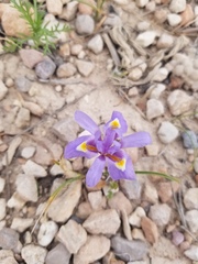 Moraea sisyrinchium