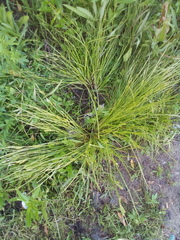 Carex secalina
