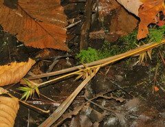 Carex folliculata