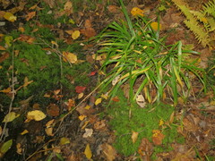 Carex folliculata
