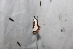 Eudryas unio