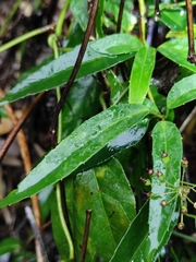 Schisandra propinqua