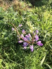 Lupinus rivularis