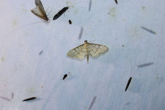 Blepharomastix ranalis