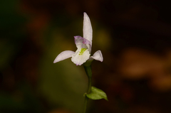 Triphora trianthophoros