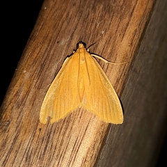 Semniomima