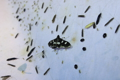 Desmia funeralis