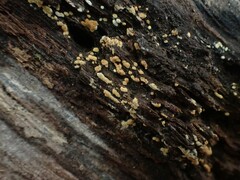 Botryobasidium aureum