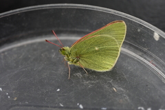 Colias behrii