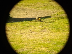 Colaptes campestris campestroides