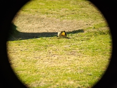 Colaptes campestris campestroides