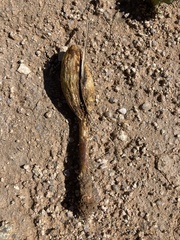 Podaxis pistillaris