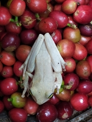 Boana platanera