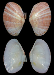 Tellinidae