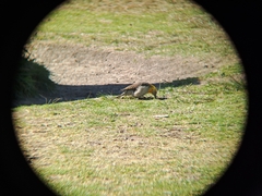 Colaptes campestris campestroides