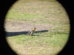 Colaptes campestris campestroides