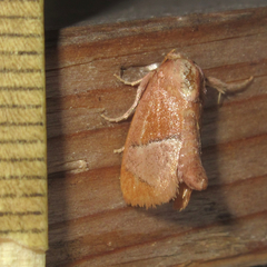 Apoda latomia