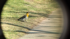 Colaptes campestris campestroides