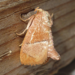 Apoda latomia