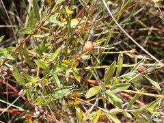 Euura collactanea
