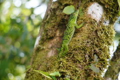 Anolis biporcatus