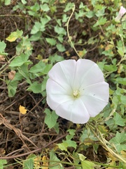 Calystegia macrostegia macrostegia