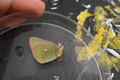 Colias behrii