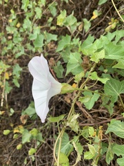 Calystegia macrostegia macrostegia