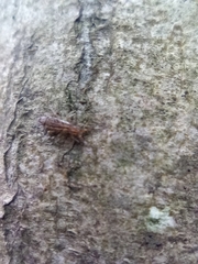 Orchesella flavescens