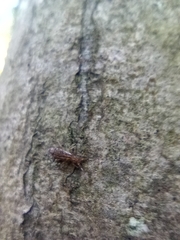 Orchesella flavescens