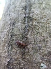 Orchesella flavescens