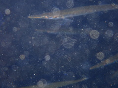 Aulorhynchus flavidus