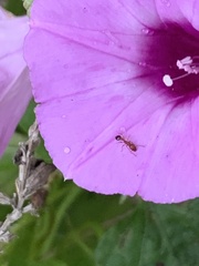 Tetramorium bicarinatum